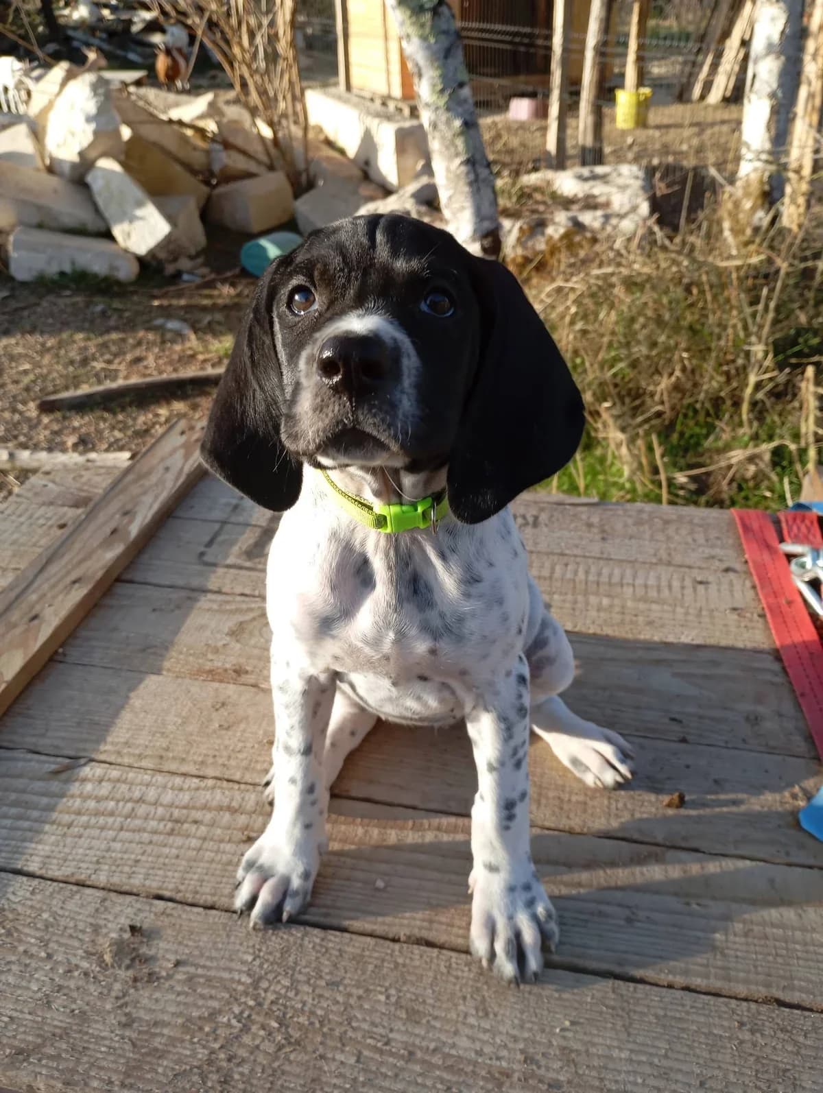 BULLE, BLANC-NOIRE-MOUCHETE female puppy Pointer for adoption at SPA Poitiers, Poitiers