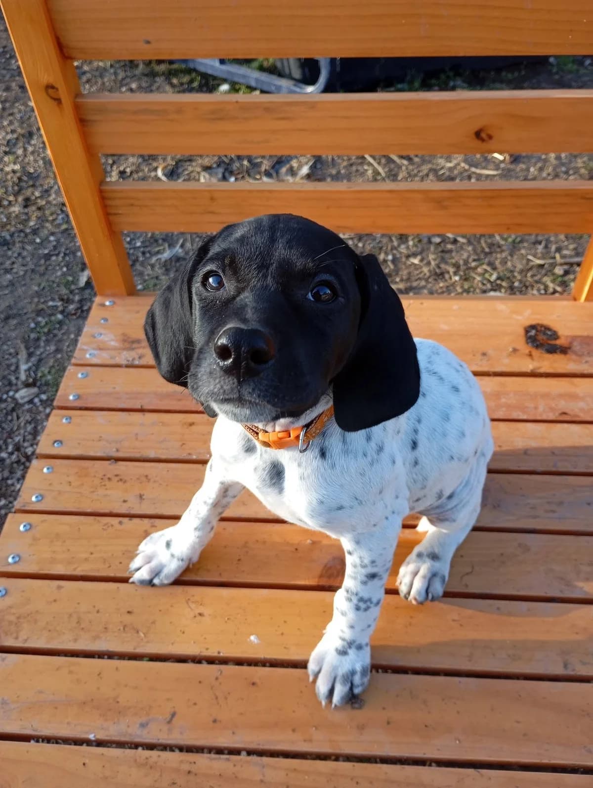 BAYA, BLANC-MOUCHETE female puppy European Shorthair for adoption at SPA Poitiers, Poitiers