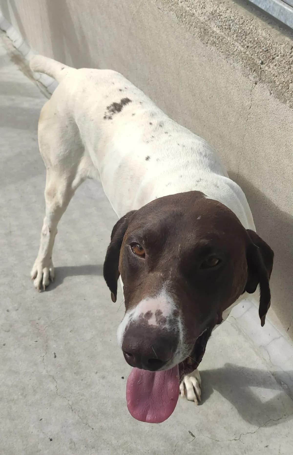 RIVER, BLANC-MARRON male 6yo Pointer for adoption at SPA Poitiers, Poitiers