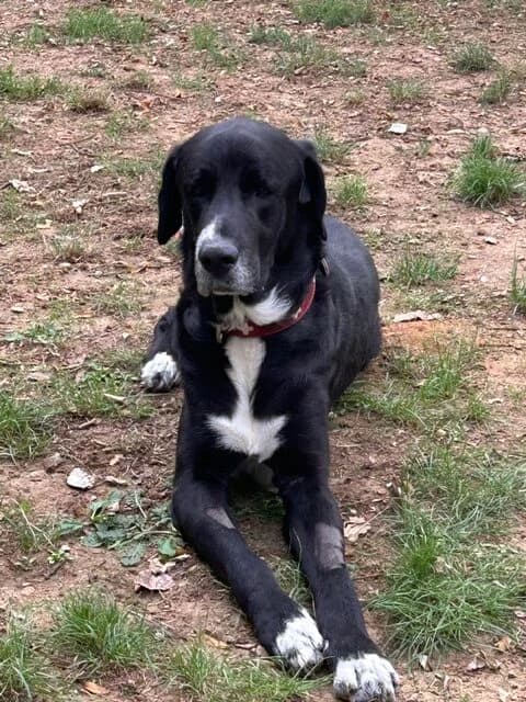 TANGO, NOIRE-BLANC male 4yo Mixed Breed for adoption at SPA Poitiers, Poitiers