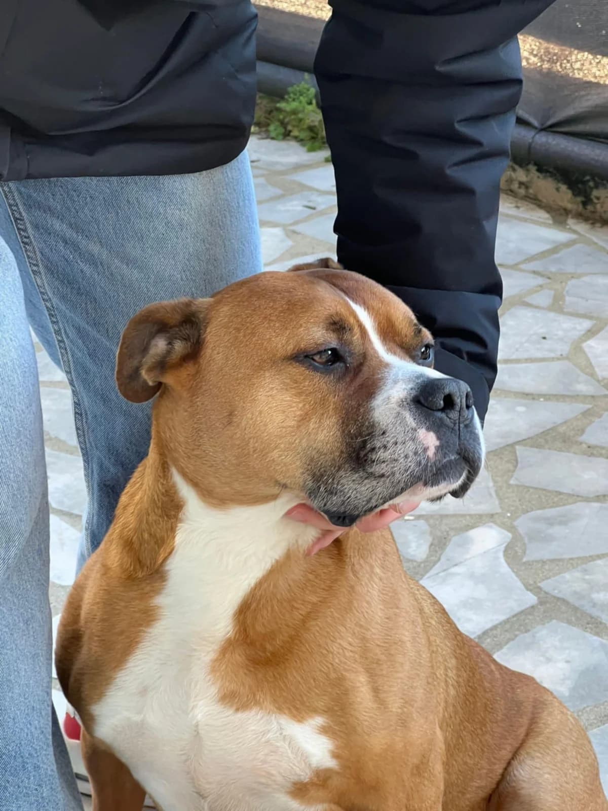 PHENIX, male senior Mixed Breed for adoption at SPA Poitiers, Poitiers