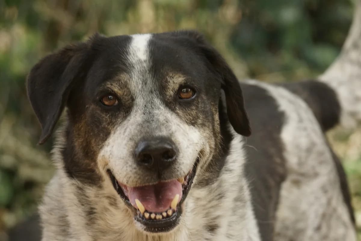 PISTACHE, NOIRE-BLANC male senior Mixed Breed for adoption at SPA Poitiers, Poitiers