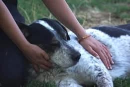 PISTACHE, NOIRE-BLANC male senior Mixed Breed for adoption at SPA Poitiers, Poitiers