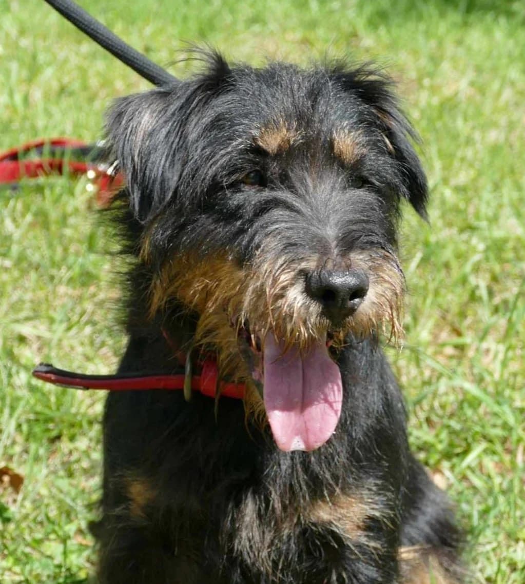 LASKO, male Mixed Breed for adoption at SPA Poitiers