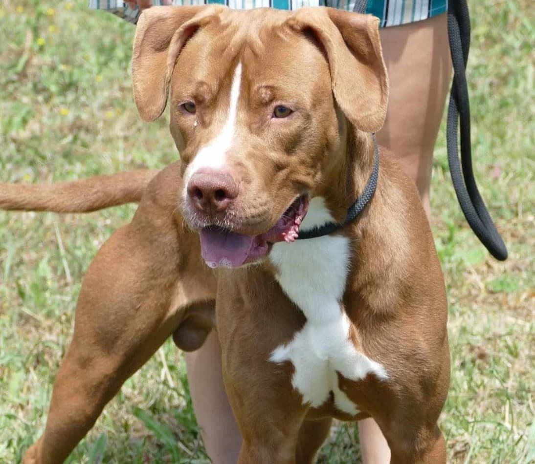 LAYON, male 4yo Mixed Breed for adoption at SPA Poitiers, Poitiers
