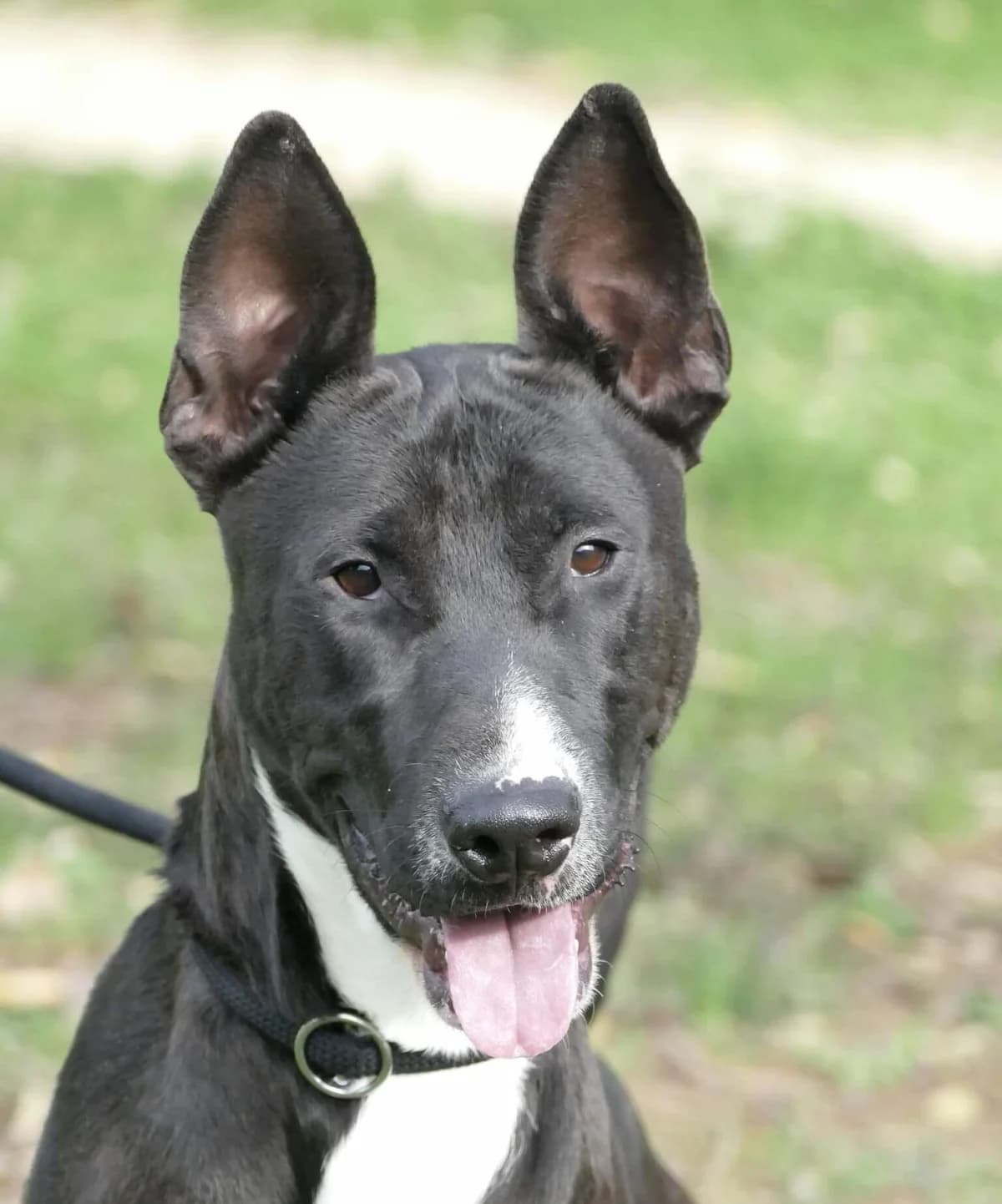 SAYAN, NOIR-BLANC male Mixed Breed for adoption at SPA Poitiers