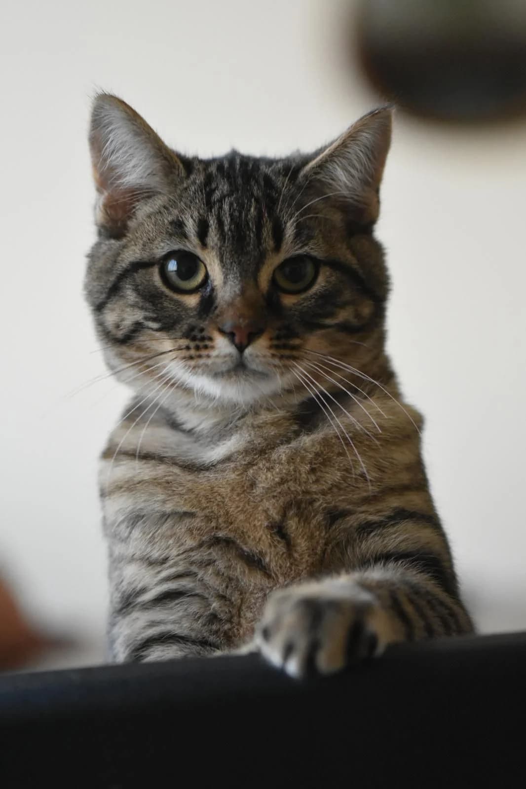 Grispoil, male European Shorthair for adoption at SPA Côtes d