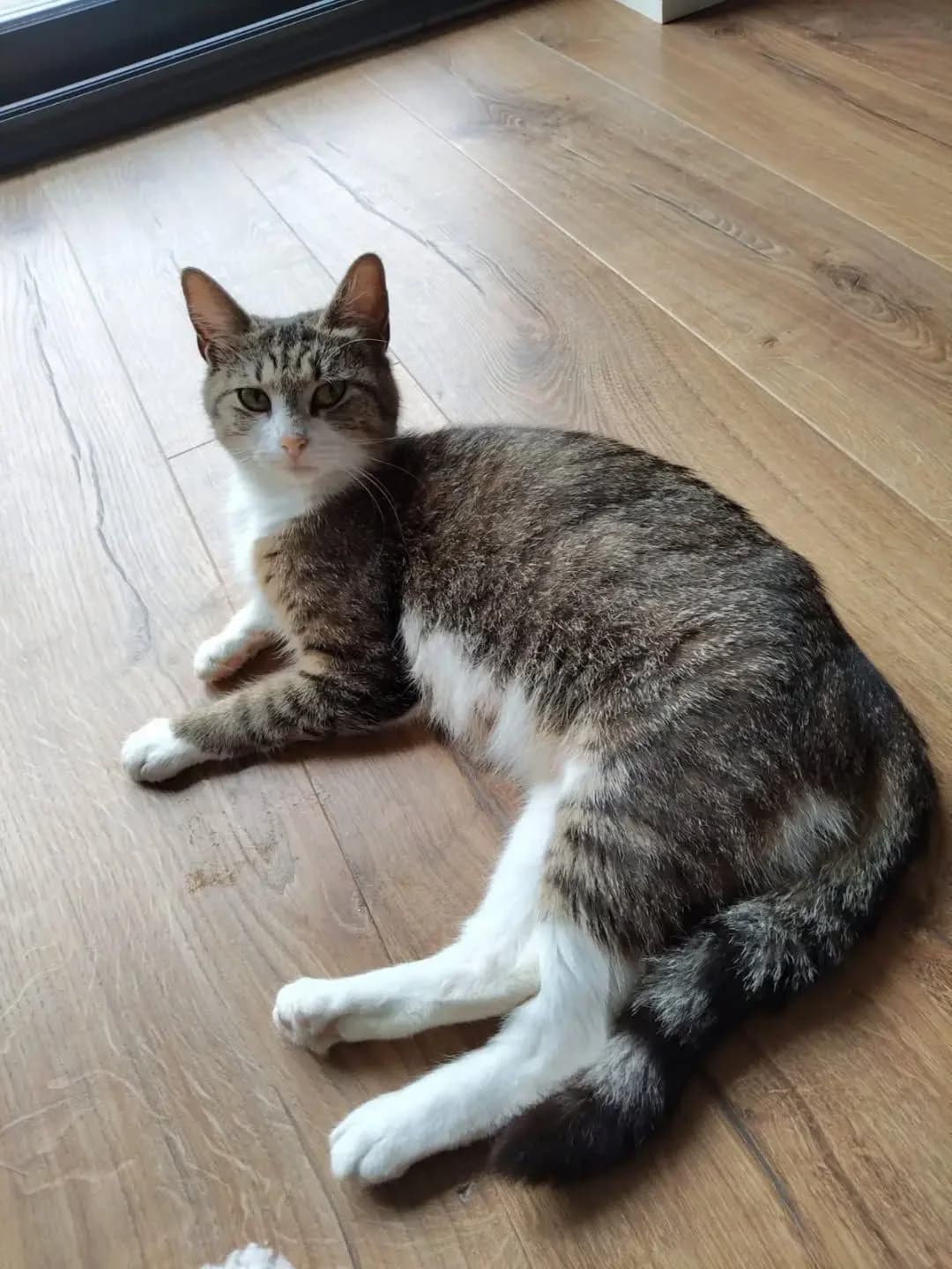 Matcha, female European Shorthair for adoption at SPA Côtes d