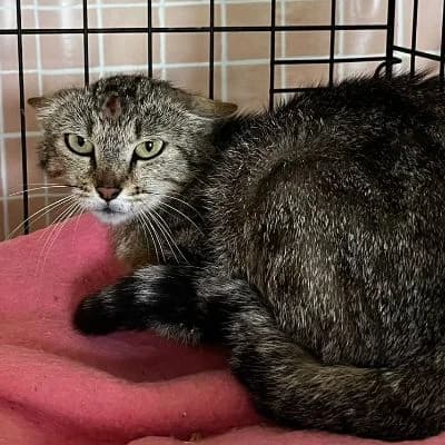 Duma, female European Shorthair for adoption at SPA Côtes d
