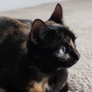 Enel, male European Shorthair for adoption at SPA Côtes d