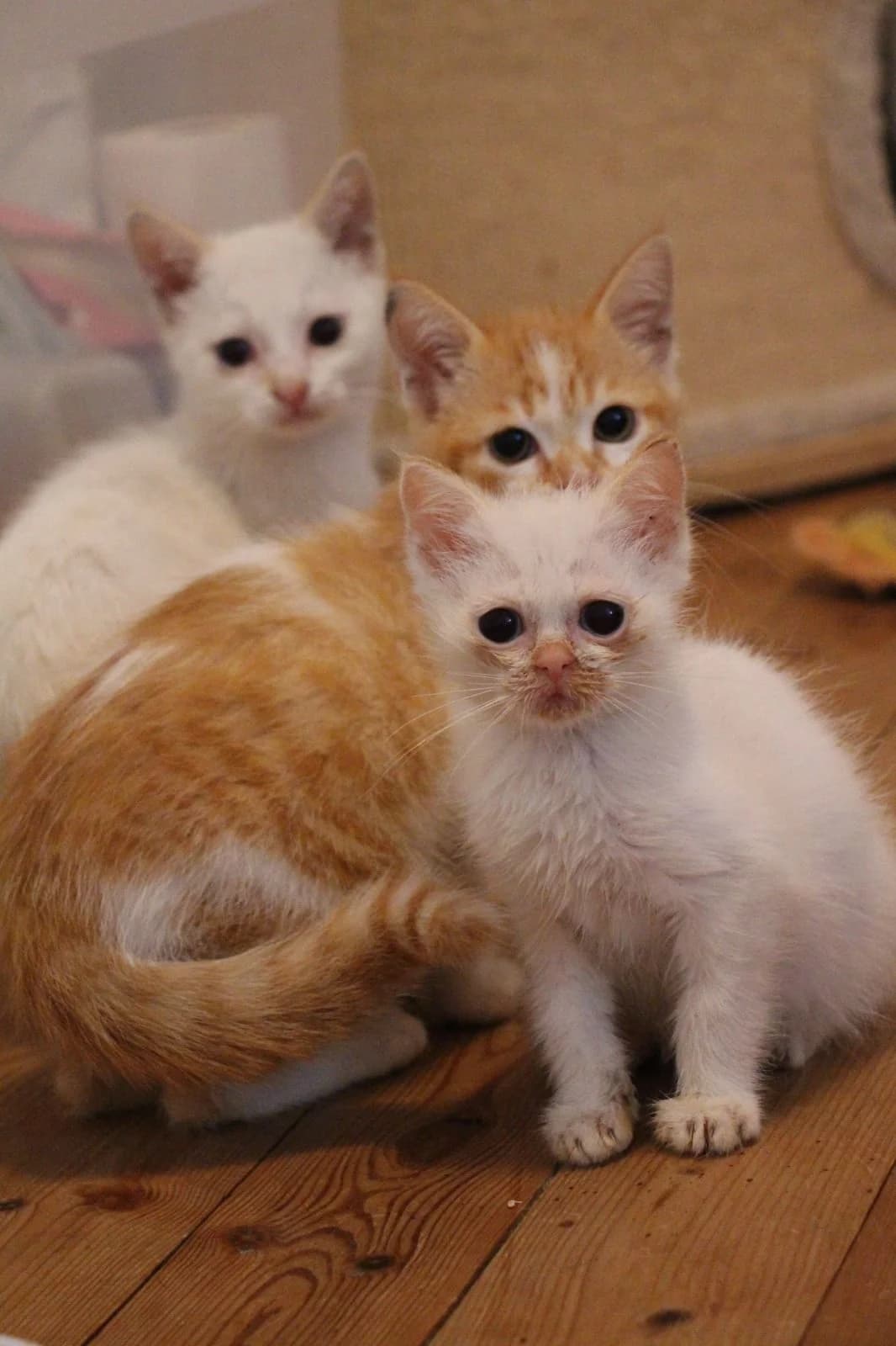 Enel, male European Shorthair for adoption at SPA Côtes d