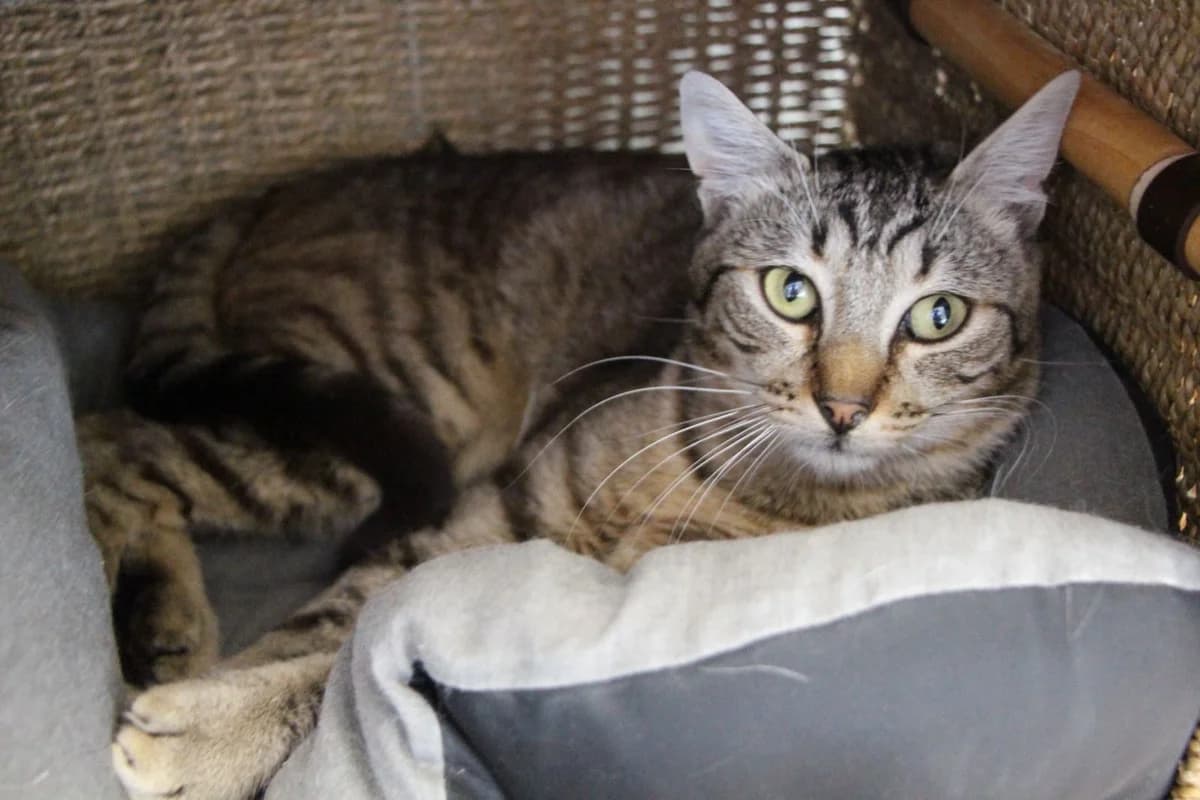 Jacko, male European Shorthair for adoption at SPA Côtes d