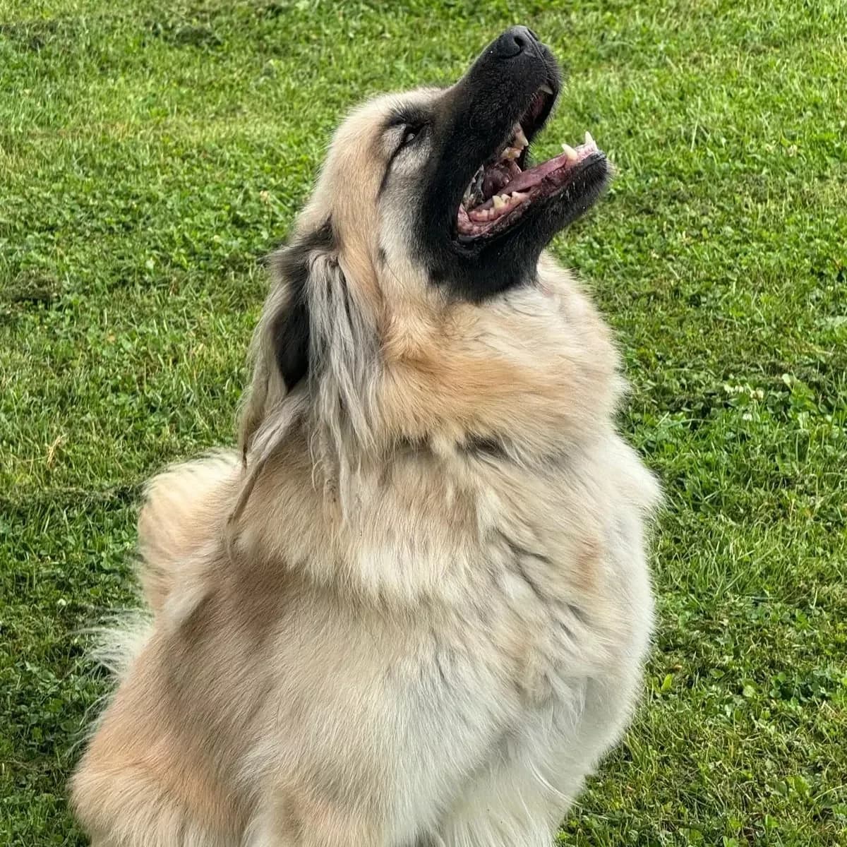 Pep's, male 5yo mixed breed for adoption at SPA Côtes d