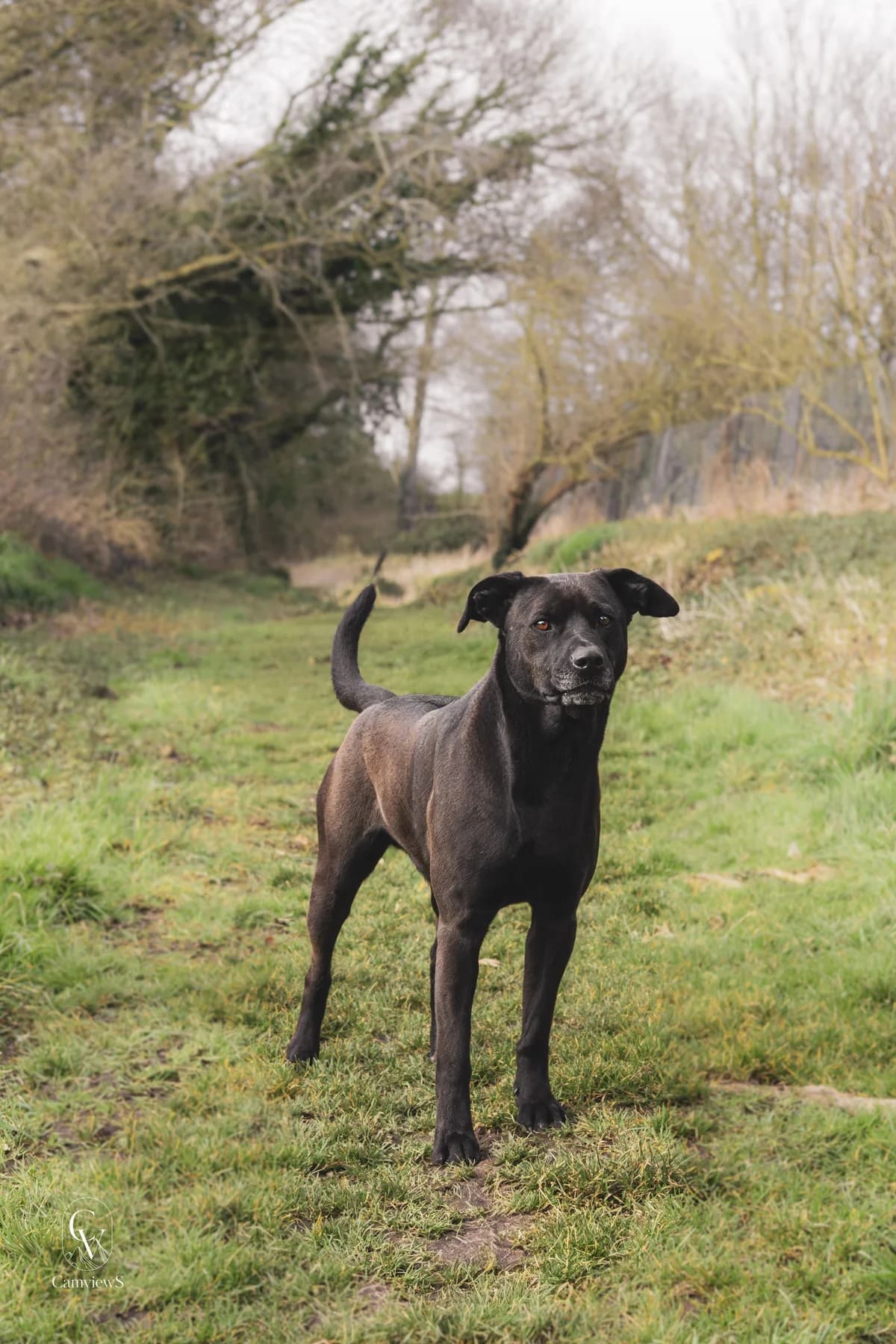 Sheeran, male Labrador Retriever for adoption at SPA Côtes d