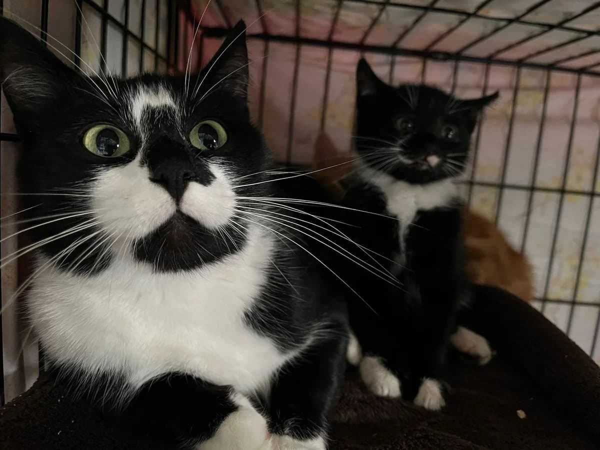 Albane, female European Shorthair for adoption at SPA Côtes d