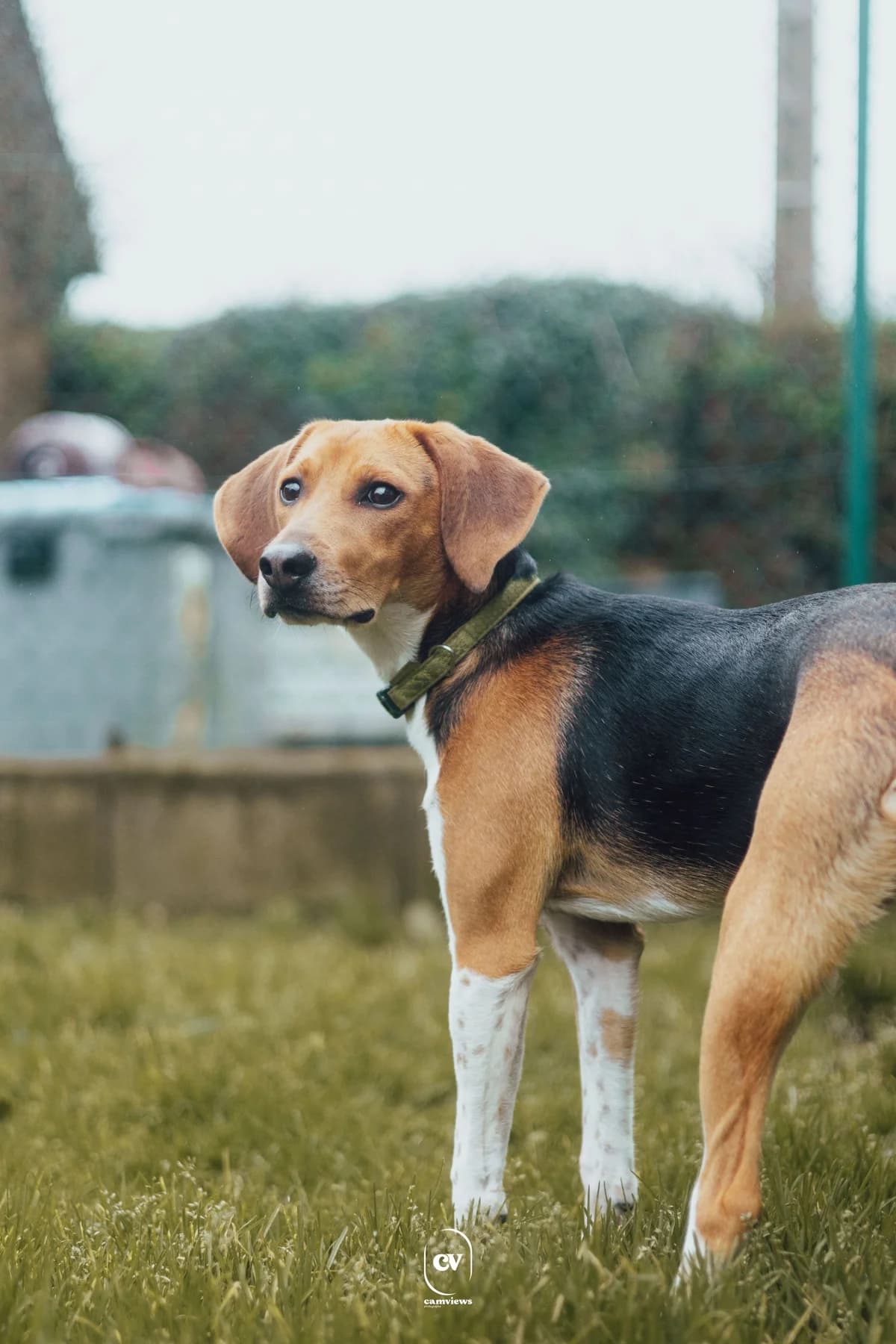 Astro, male Beagle for adoption at SPA Côtes d