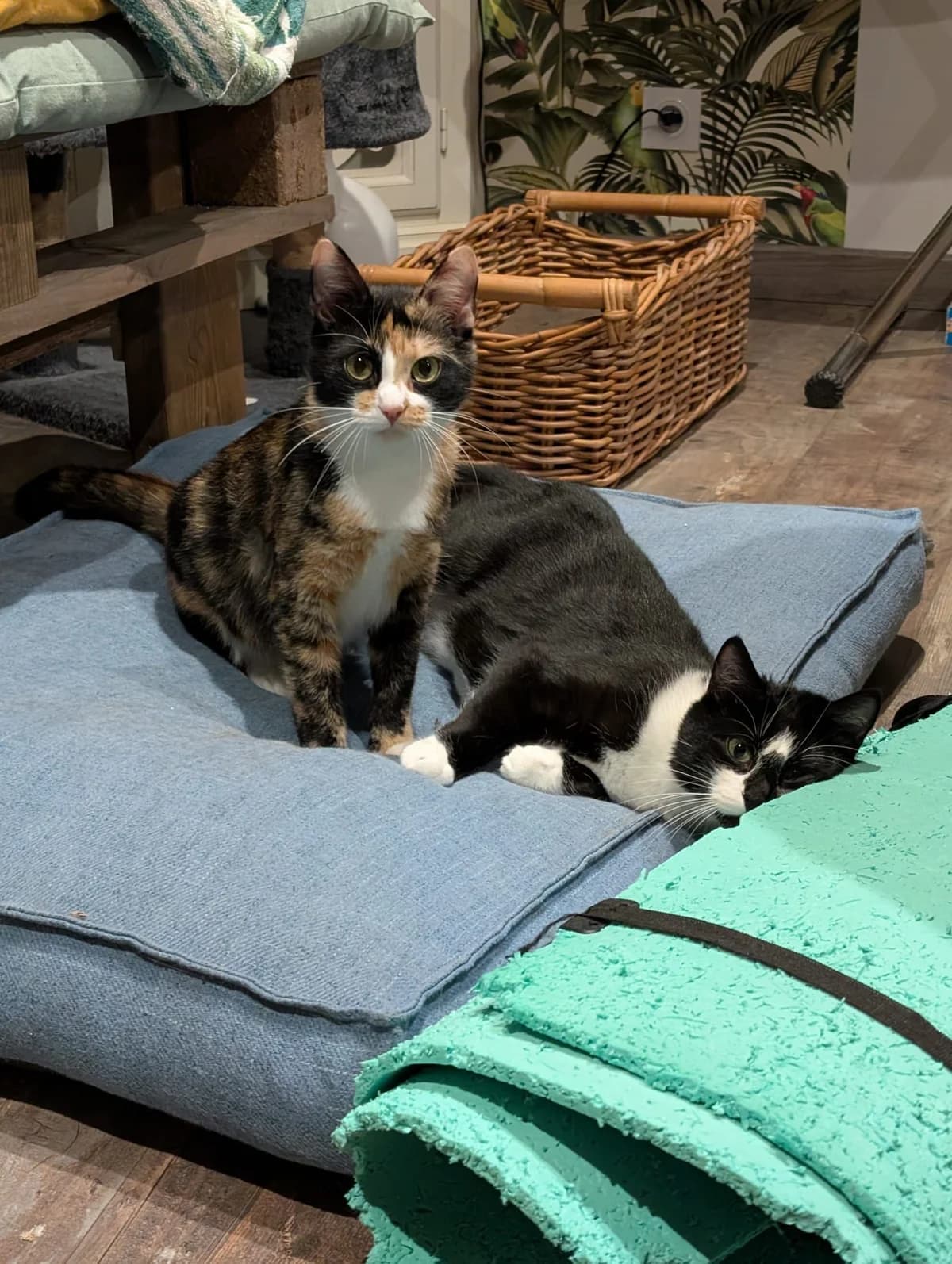Aubane, female European Shorthair for adoption at SPA Côtes d