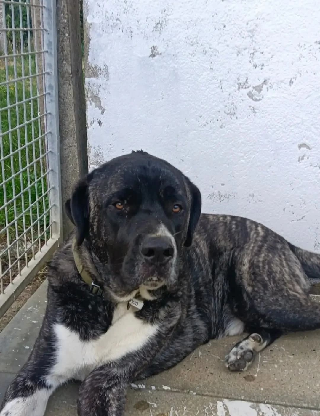 Cosmo, male mixed breed for adoption at SPA Côtes d
