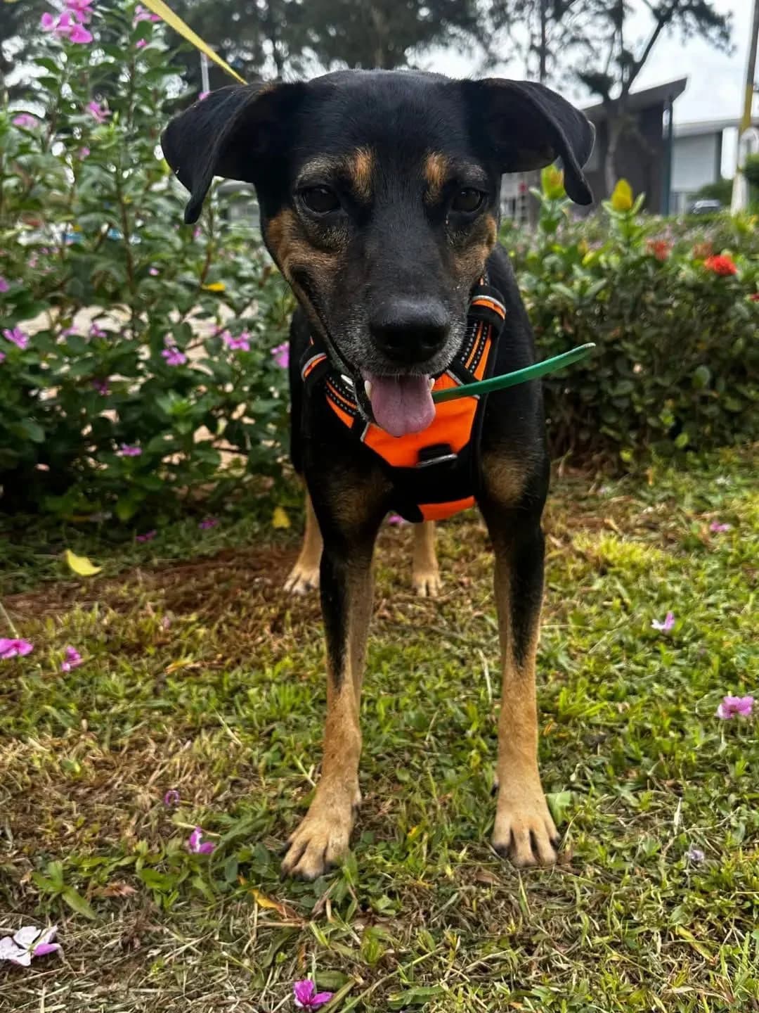 Konopo, male mixed breed for adoption at SPA Côtes d