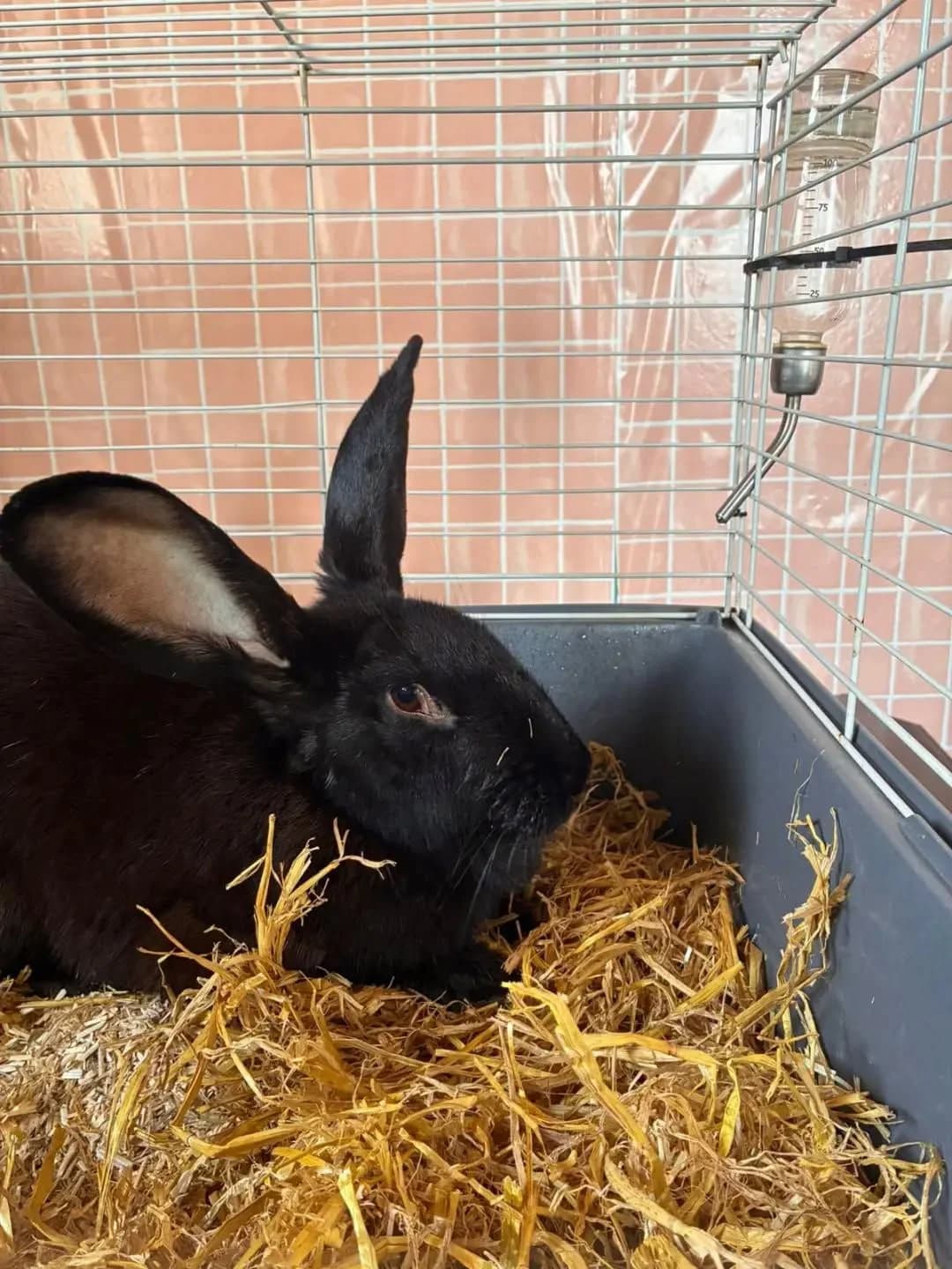Lapinou, Mixed Breed for adoption at SPA Côtes d