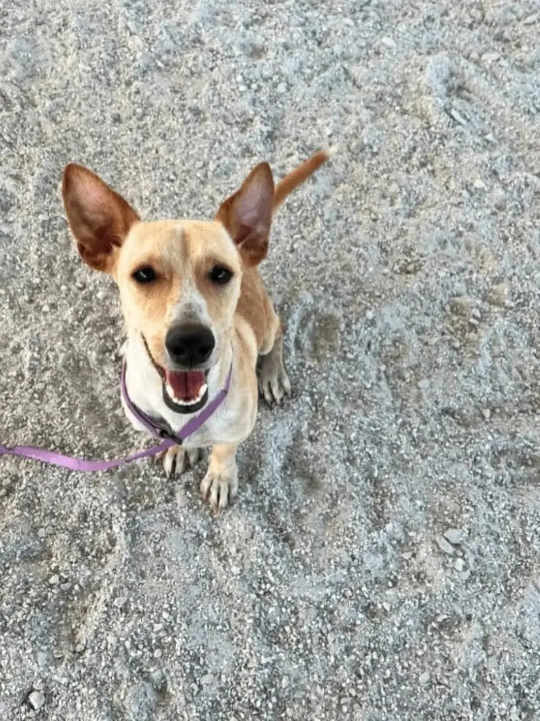 Ofu, male mixed breed for adoption at SPA Côtes d