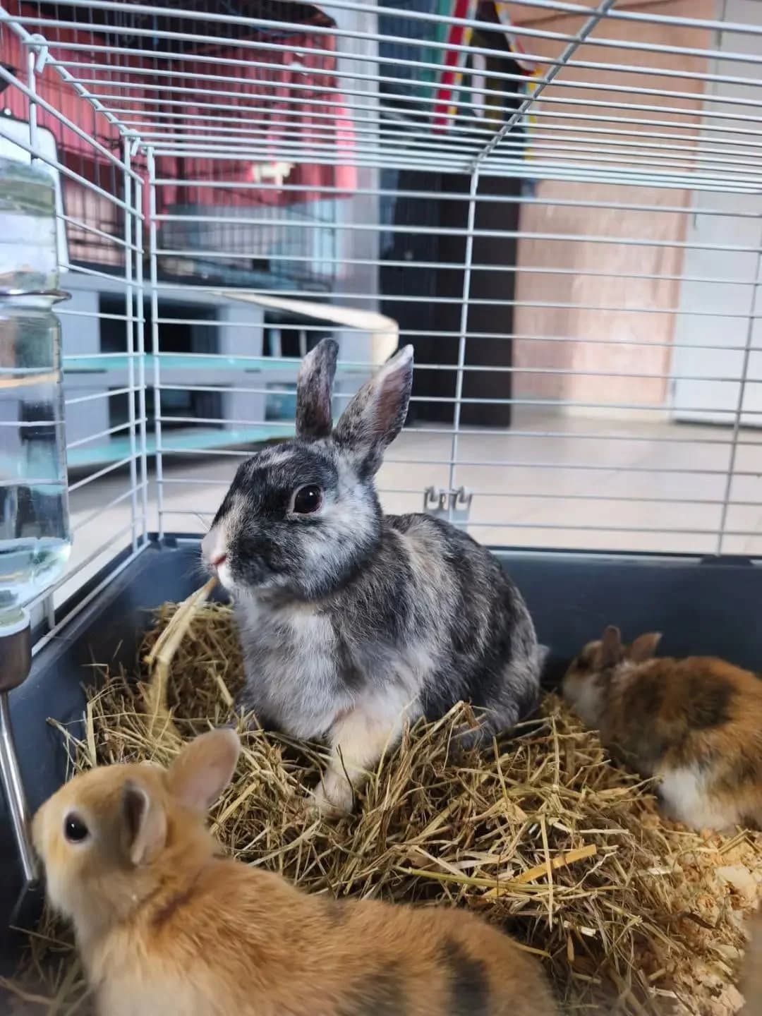 Pénélope & ses petits, Mixed Breed for adoption at SPA Côtes d