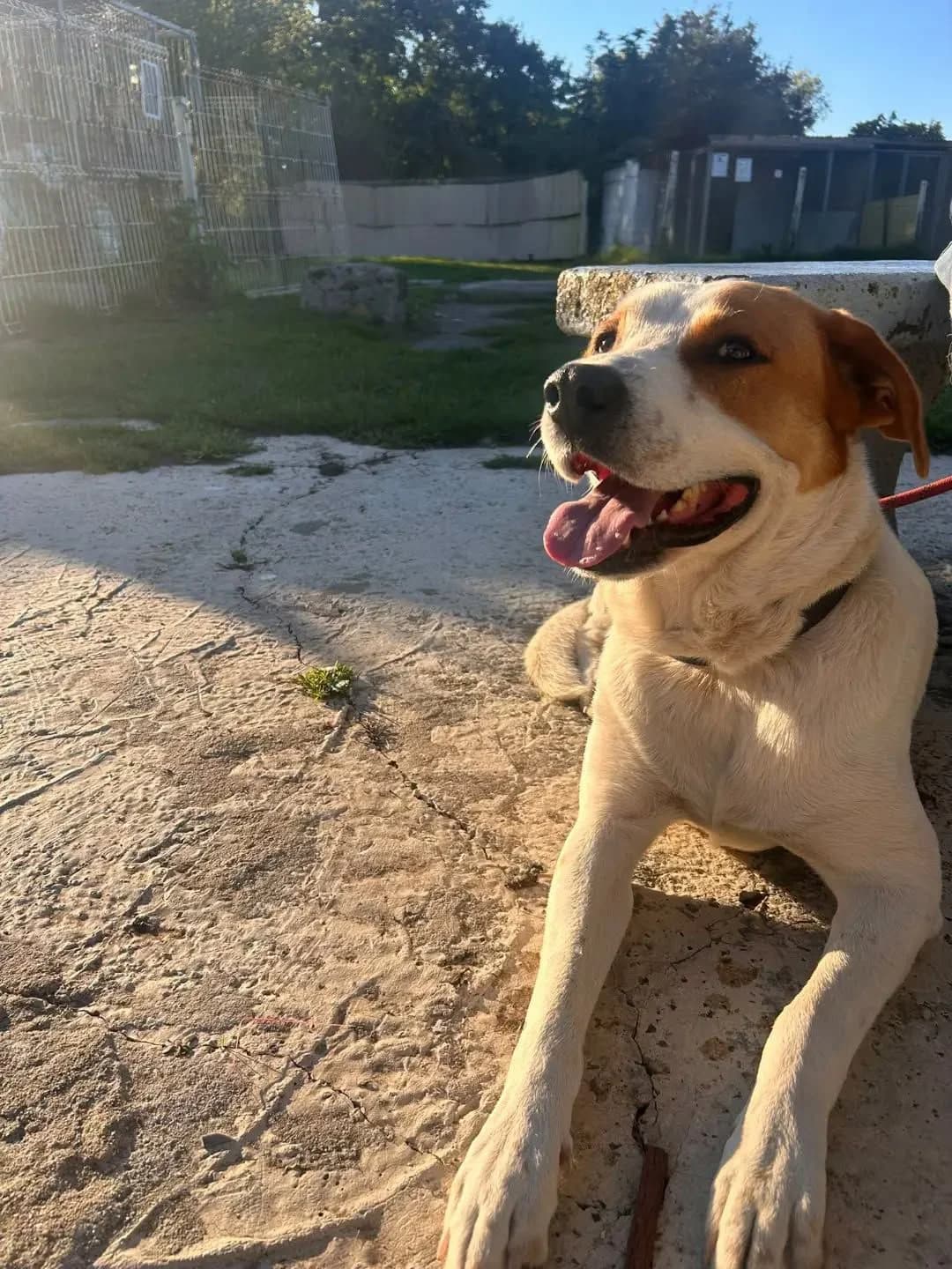 Pouny, male Labrador Retriever for adoption at SPA Côtes d
