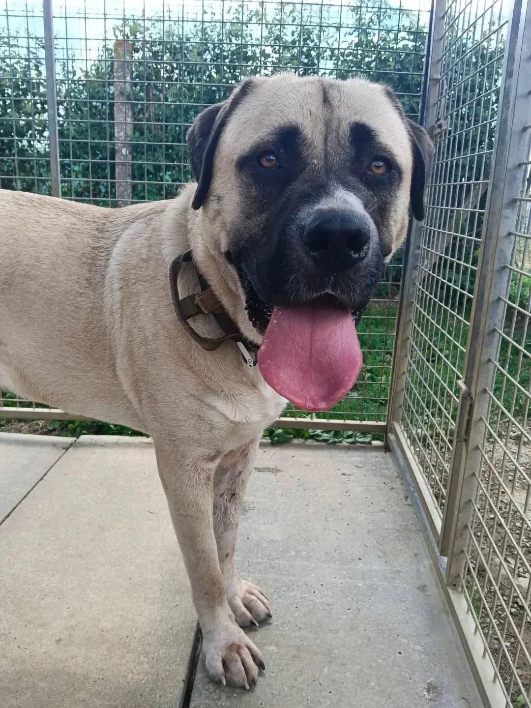 Saiko, male mixed breed for adoption at SPA Côtes d