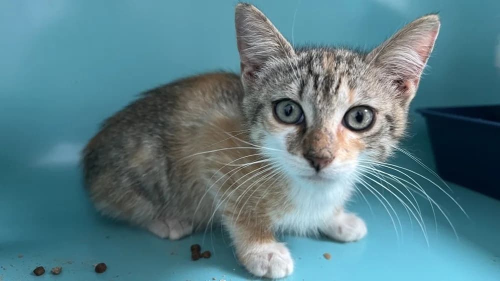 TAC, female Mixed Breed for adoption at SPA Pornic, Pornic