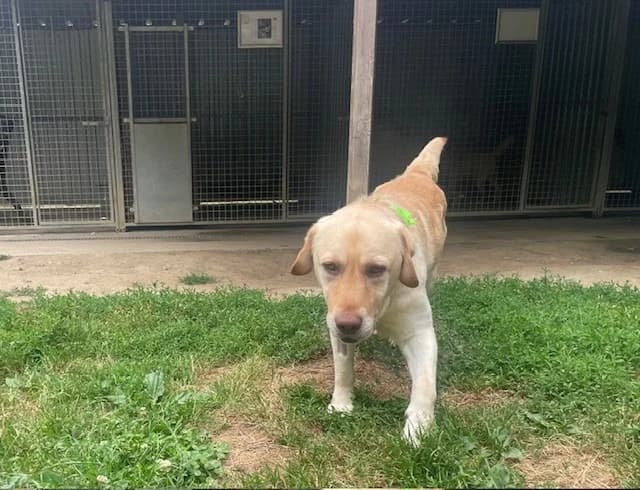 TICTAC, male 3yo Labrador Retriever for adoption at SPA Pornic, Pornic