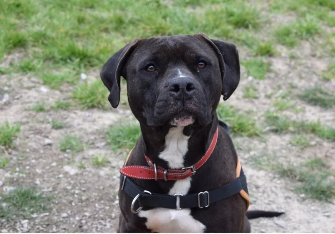 BAYAN, male young Mixed Breed for adoption at SPA Pornic, Pornic