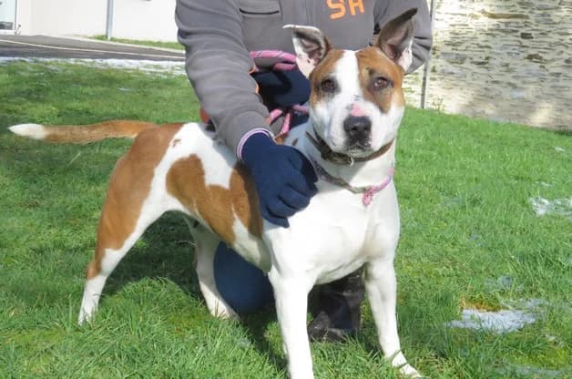 POUCHKA, female senior Bull Terrier for adoption at SPA Pornic, Pornic