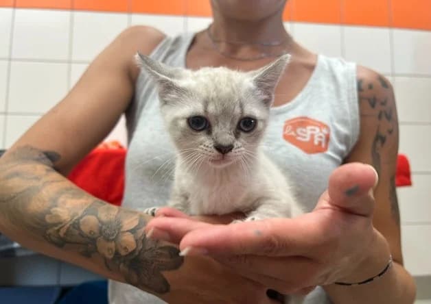 BARBOTINE, female Mixed Breed for adoption at SPA Pornic, Pornic