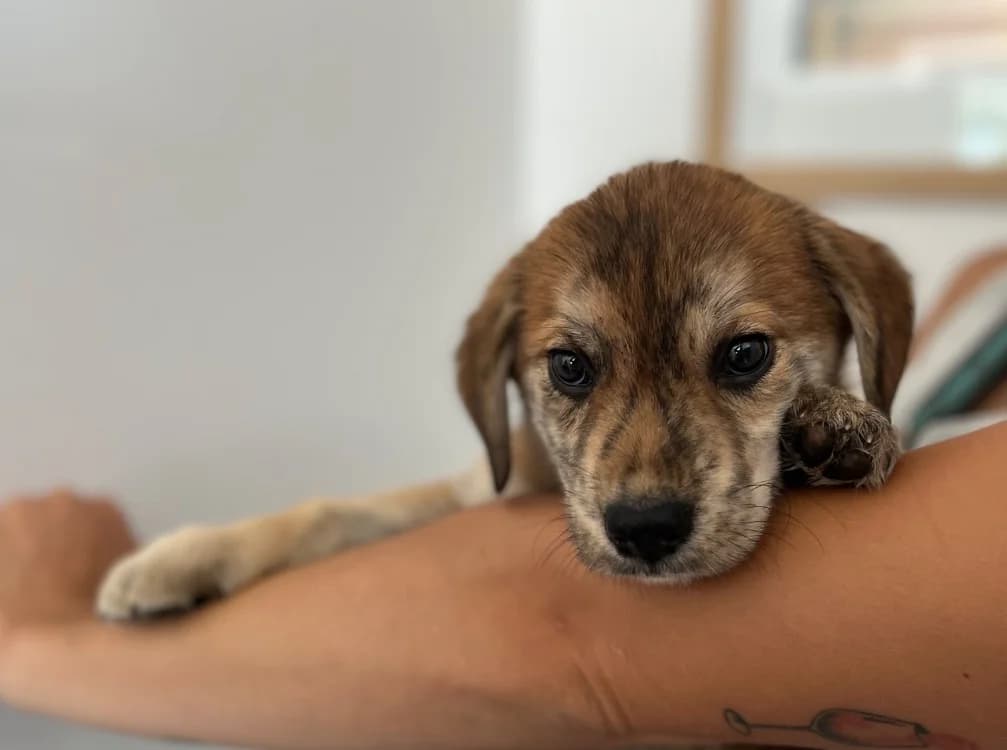 JOJO, male puppy Mixed Breed for adoption at SPA Pornic, Pornic