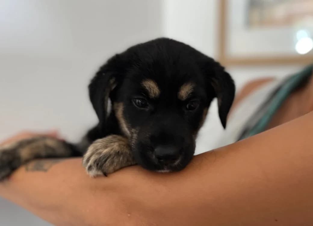 AUDREY, female puppy Cane Corso for adoption at SPA Pornic, Pornic