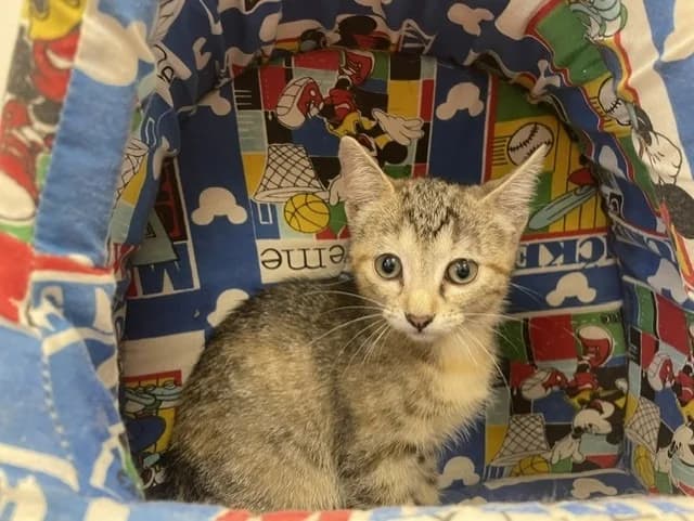 SANDY, female Mixed Breed for adoption at SPA Pornic, Pornic