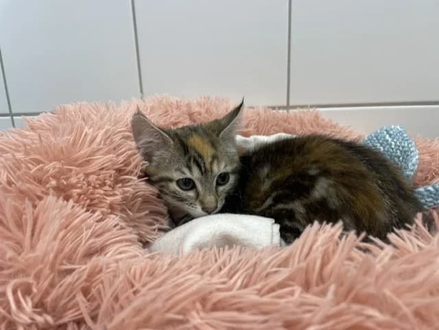 KATYE, female Mixed Breed for adoption at SPA Pornic, Pornic