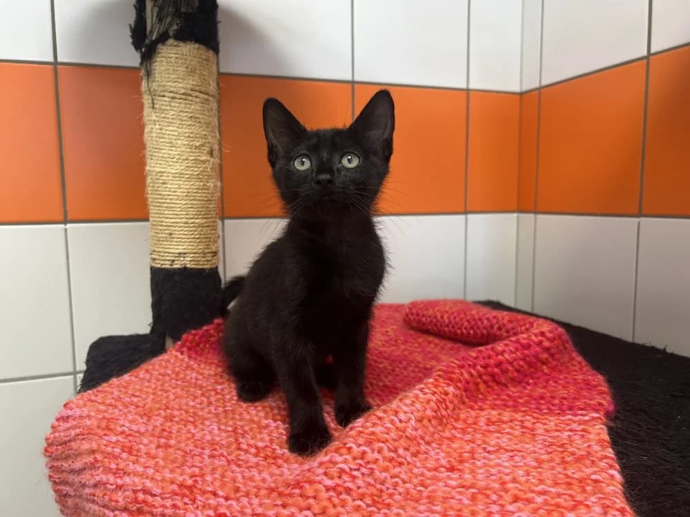 Dellinger, male Mixed Breed for adoption at SPA Pornic, Pornic