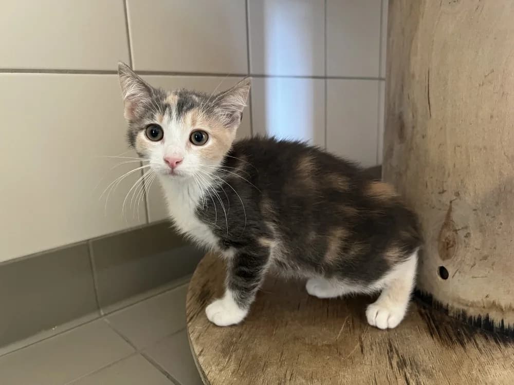 BELLADONE, female Mixed Breed for adoption at SPA Pornic, Pornic