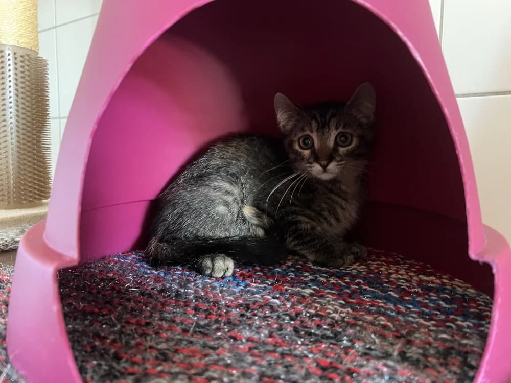 BARBIE, female Mixed Breed for adoption at SPA Pornic, Pornic