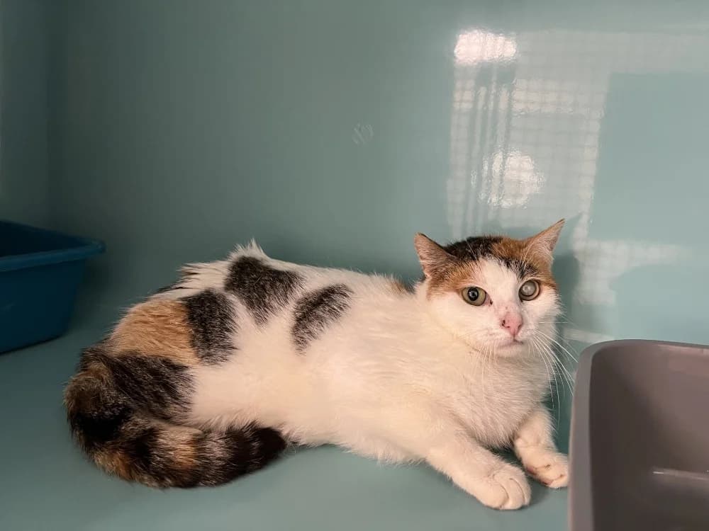 CANDY, female 7yo Mixed Breed for adoption at SPA Pornic, Pornic
