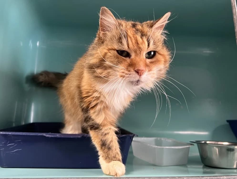 Camelia, female senior Mixed Breed for adoption at SPA Pornic, Pornic