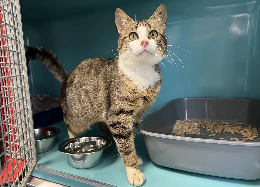 PATOUNE, male young Mixed Breed for adoption at SPA Pornic, Pornic