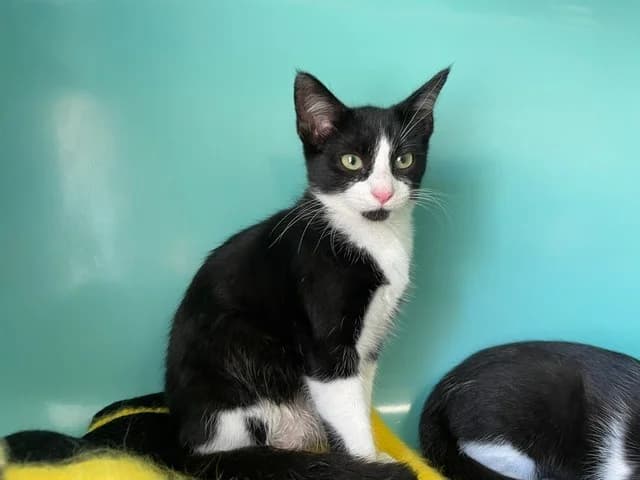 TUTUNE, male Mixed Breed for adoption at SPA Pornic, Pornic