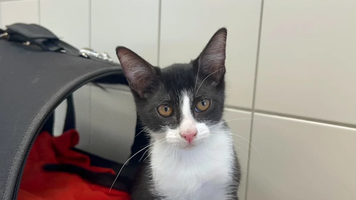 GROOT, male puppy Border Collie for adoption at SPA Pornic, Pornic