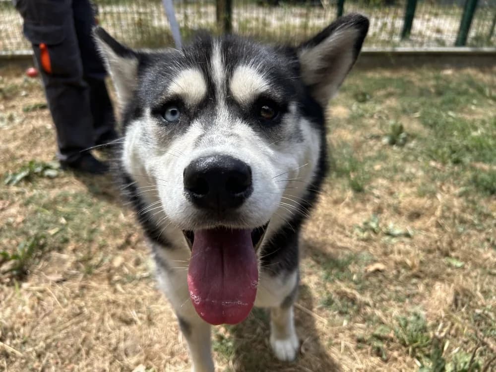 alto, male young Husky for adoption at SPA Pornic, Pornic