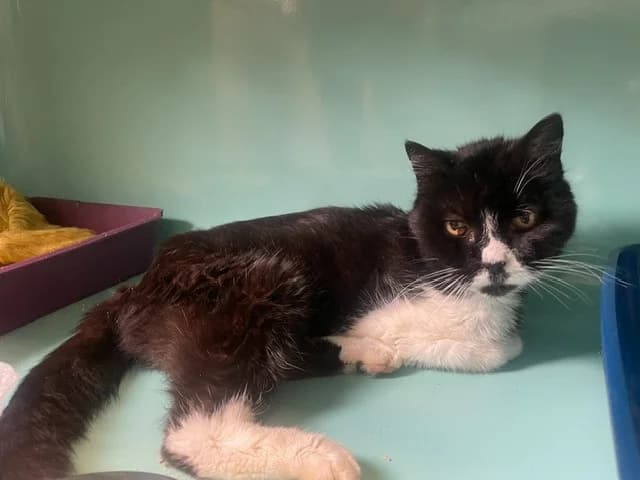 DJIDJI, female senior Mixed Breed for adoption at SPA Pornic, Pornic