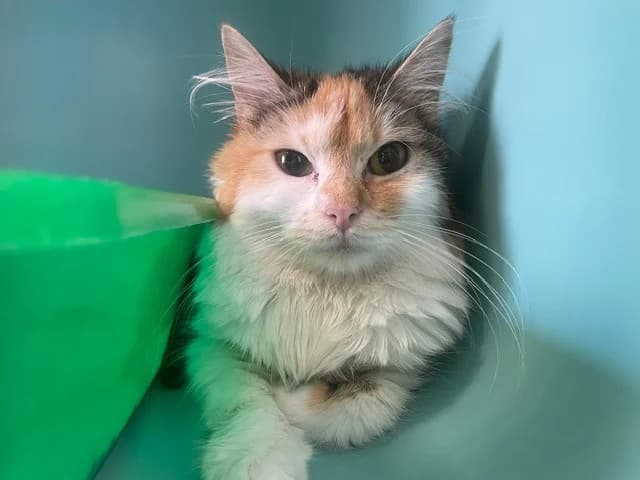 HOPE, female 5yo Mixed Breed for adoption at SPA Pornic, Pornic