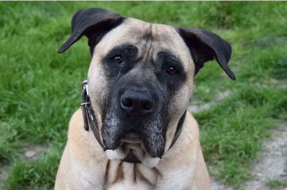 KARLOS, male 7yo Presa Canario for adoption at SPA Pornic, Pornic