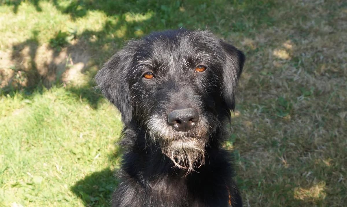 FIDO, male senior Mixed Breed for adoption at SPA Pornic, Pornic